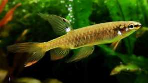 Copella arnold: obsah, chov, kompatibilita, fotografie